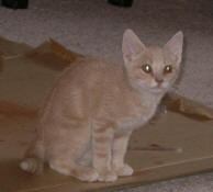 kittens11-07252004.JPG (97709 bytes)