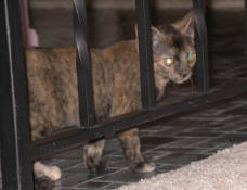 kittens23-07252004.JPG (92567 bytes)